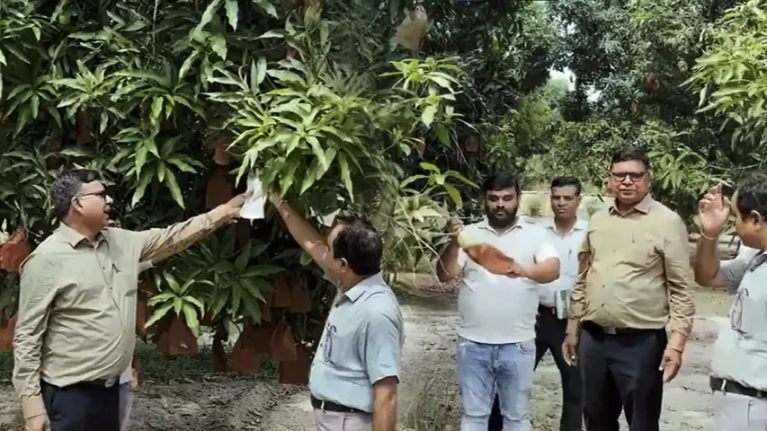 मलिहाबाद
