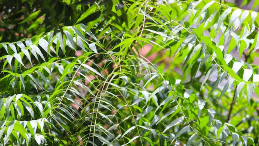 Neem health benefits