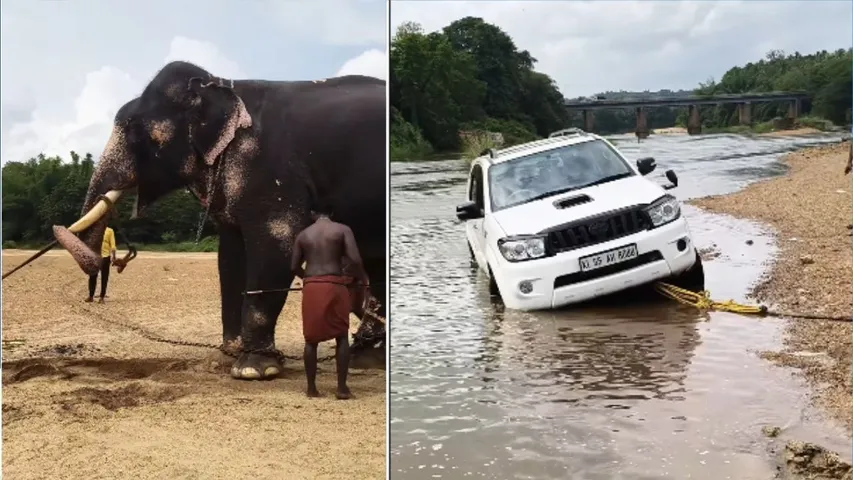 elephant suv car 