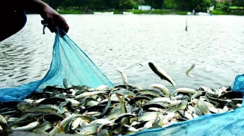 वाईवीएन