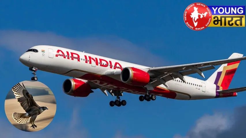 bird collides with flight
