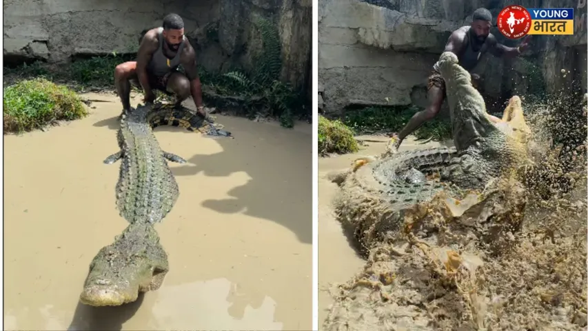 crocodile