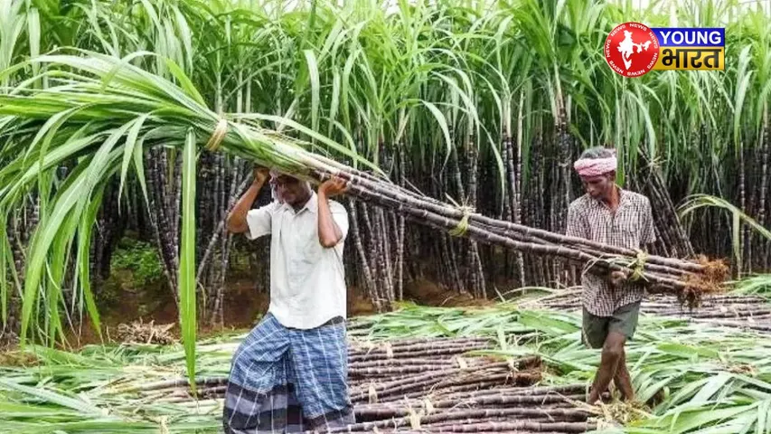 India sugar production to rise 15 percent to 35 million tonnes due to favourable monsoon