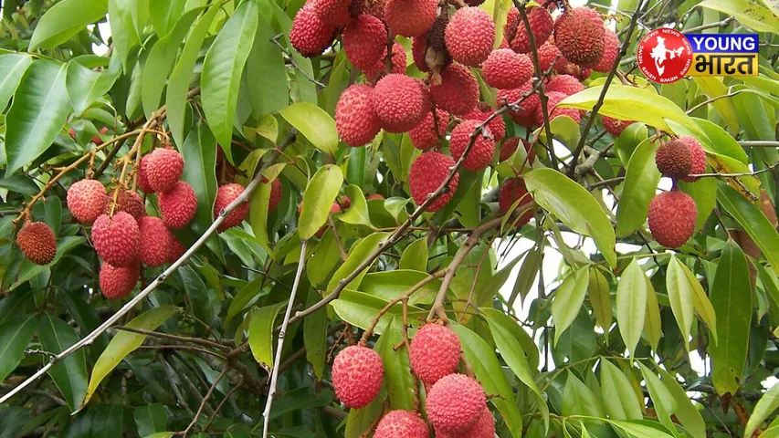 Litchi Diplomacy