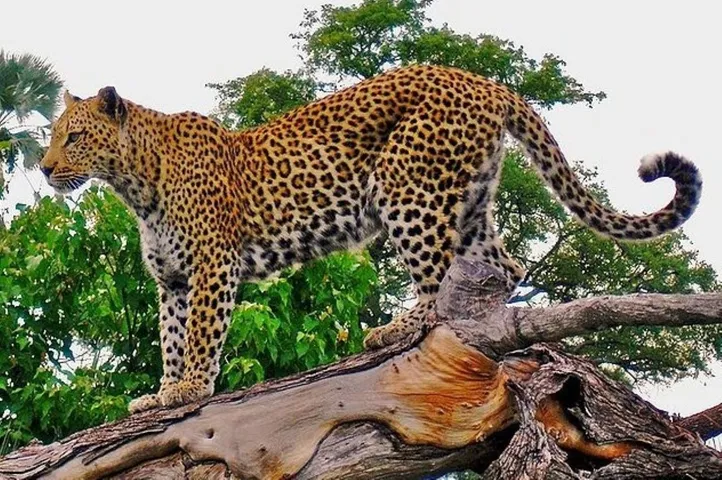 Leoparde