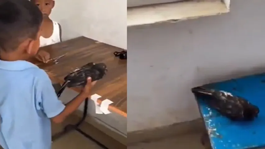 Child cries over death of pigeon
