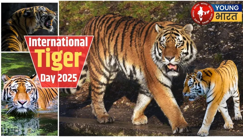 International tiger day