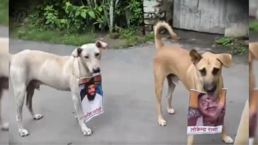 dog