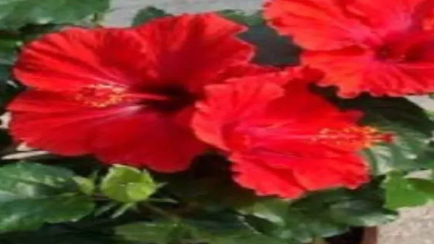 Beneficialflower