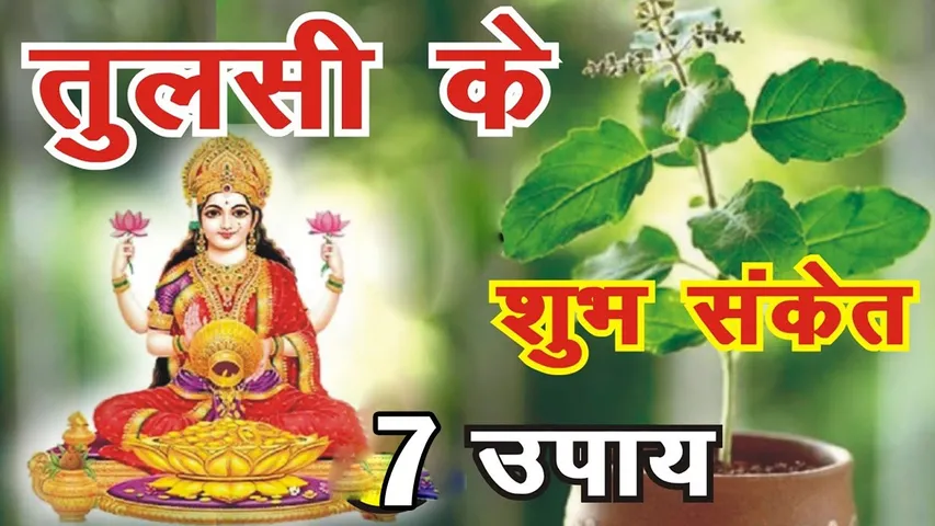 Diwali पर घर लाएं तुलसी का पौधा, खुलेंगे समृद्धि के 7 द्वार! | यंग भारत न्यूज