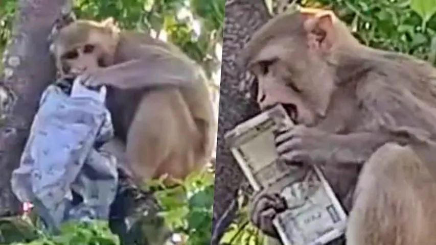 68edd92ccedfe-monkey-climbs-tree-carrying-a-bundle-of-500-rupee-notes-photo--screengrab-140127375-16x9 (1)