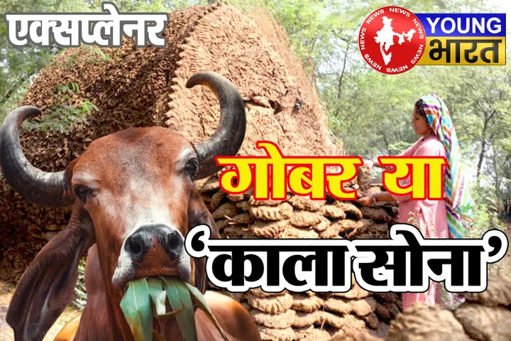 जिस गोबर की बदबू से हम नाक सिकोड़ते हैं वही China से लेकर US-कुवैत तक के लिए बना 'काला सोना' | यंग भारत न्यूज