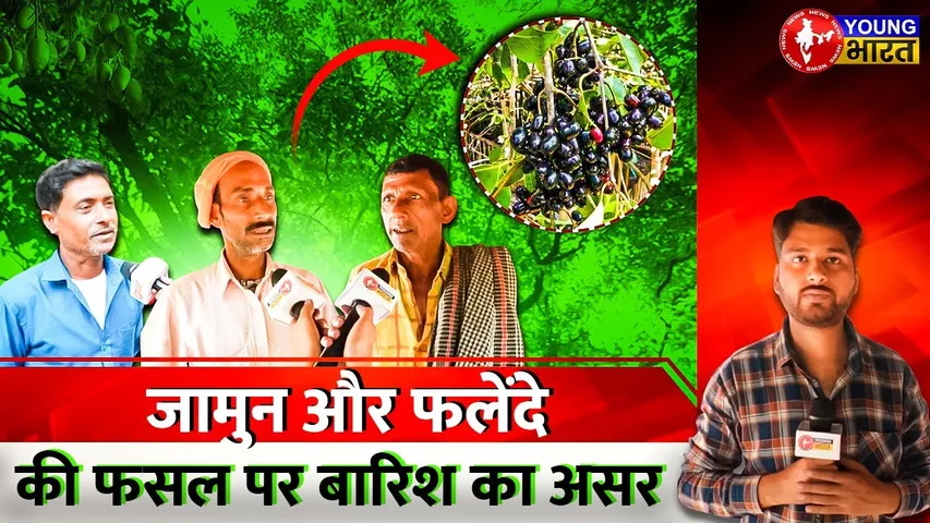 Malihabad: जामुन और फलेंदे की फसल पर बारिश का असर | UP |YOUNG Bharat News