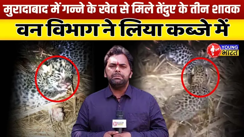 Moradabad में गन्ने के खेत से मिले तेंदुए के तीन शावक, वन विभाग ने लिया कब्जे में| YOUNG Bharat News