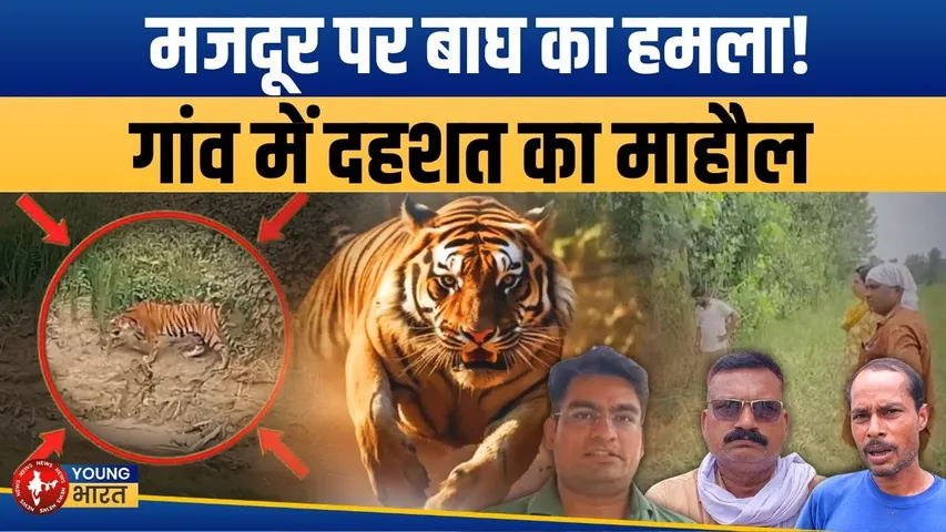 Uttarakhand - खेत में काम कर रहे मजदूर पर बाघ का हमला, इलाज से पहले तोड़ा दम.... | YOUNG Bharat News