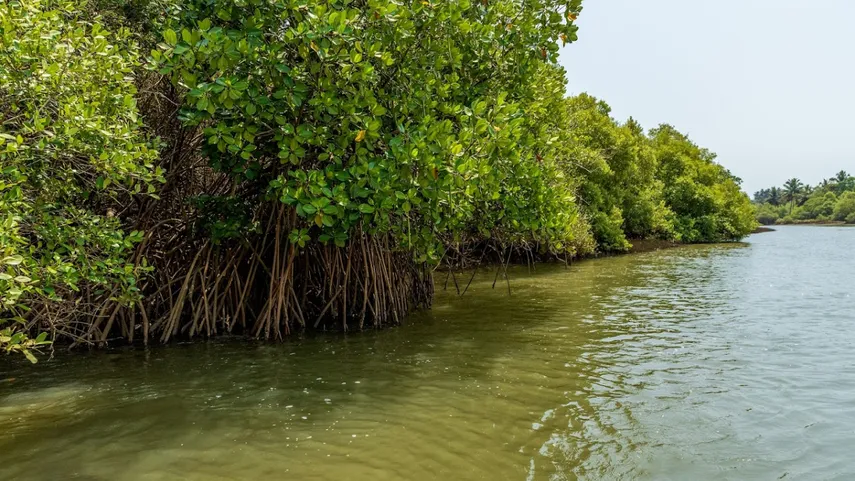 Vengurla Mangrove Safari 1