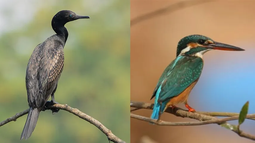 Vengurla Mangrove Safari 4