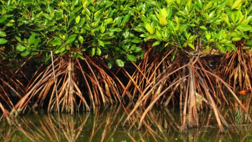 vikroli mangroves