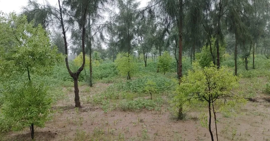 sandalwood (1)