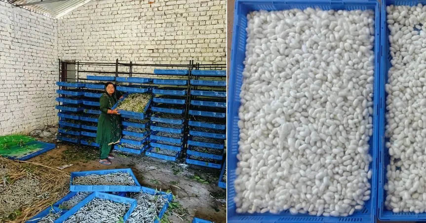 sericulture pathankot (3)