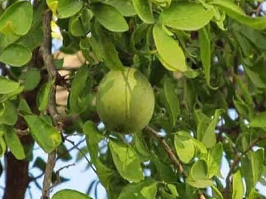 আর্থ্রাইটিস, ডায়াবেটিস, ব্লাড প্রেশারে উপকারি