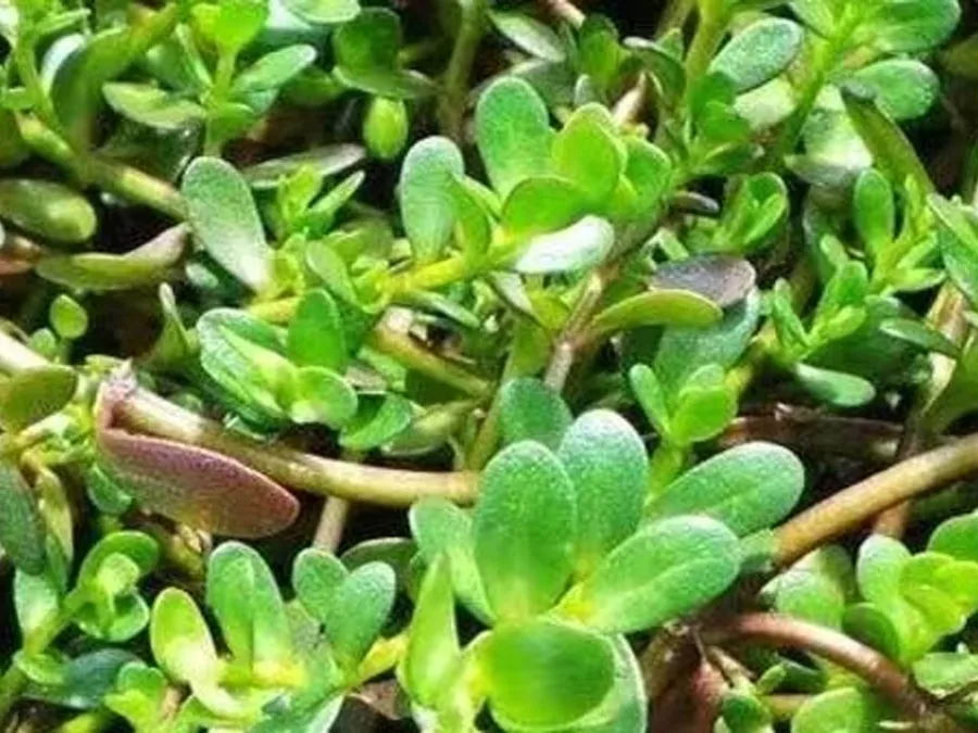 ডায়াবেটিসের জন্য