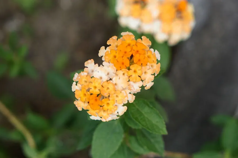 তুলা রাশির শুভ রঙ সাদা, কমলা
