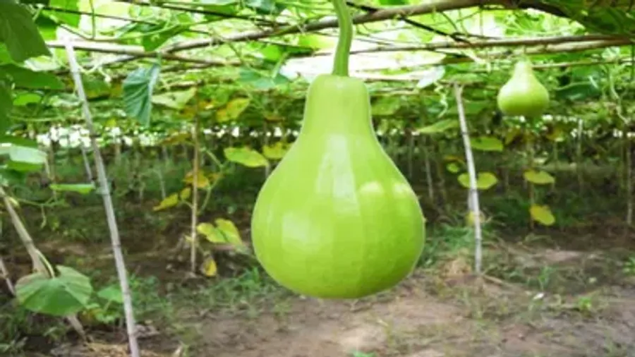 লাউ সেদ্ধ করা জল খান নিয়মিত