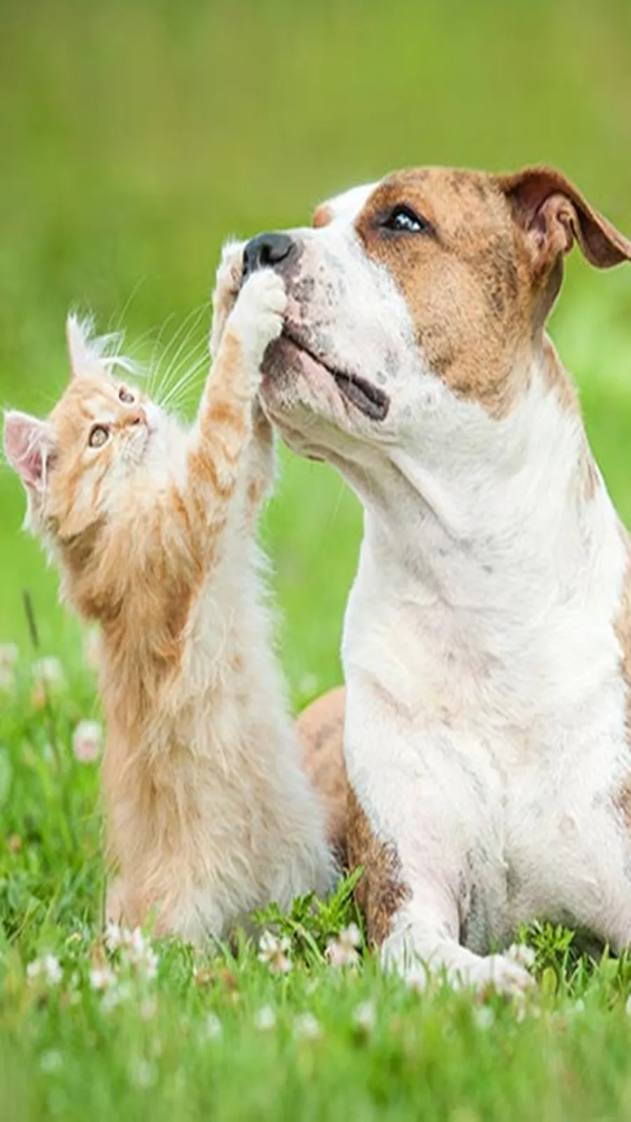Pet care for hot and humid weather: গরমে আপনার পোষ্যের বিশেষ যত্ন প্রয়োজন