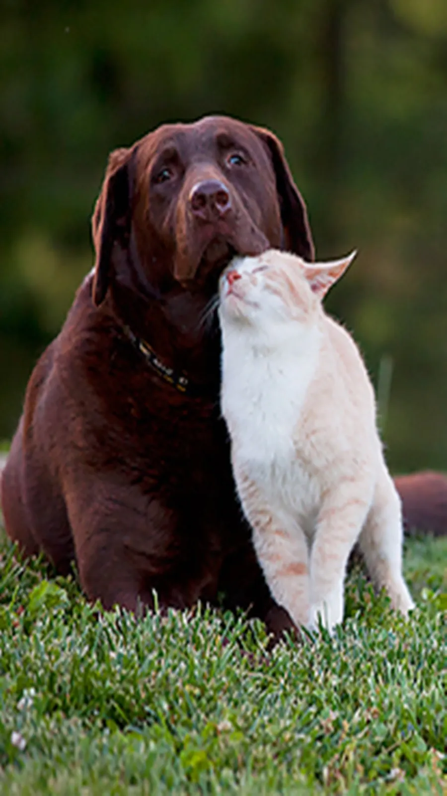 Pet care for hot and humid weather: গরমে আপনার পোষ্যের বিশেষ যত্ন প্রয়োজন