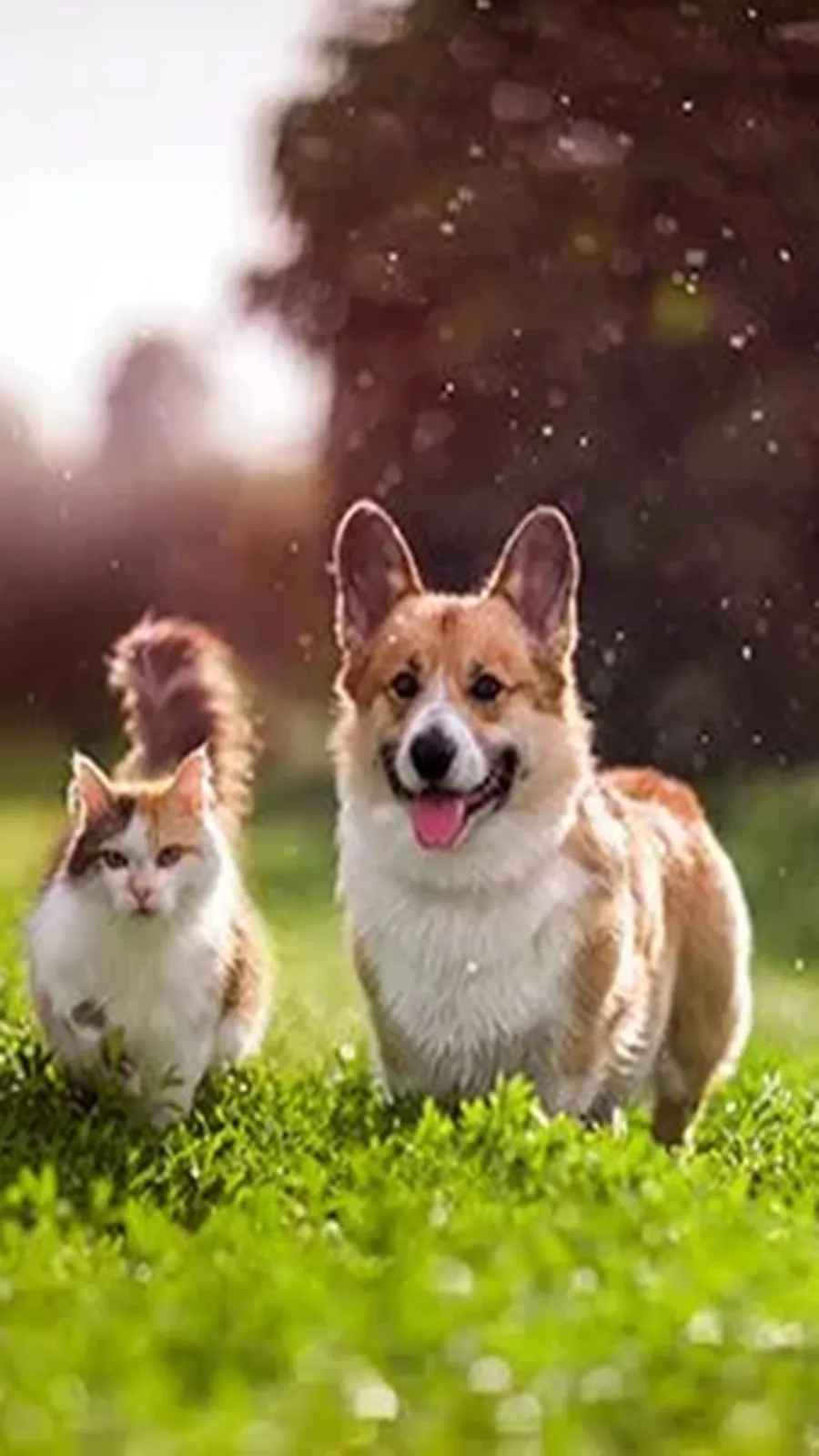 Pet care for hot and humid weather: গরমে আপনার পোষ্যের বিশেষ যত্ন প্রয়োজন