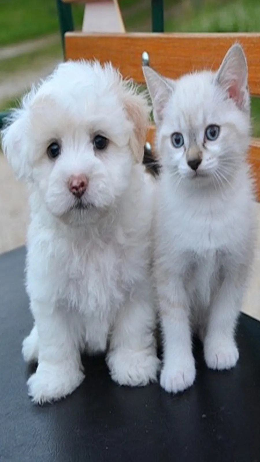 Pet care for hot and humid weather: গরমে আপনার পোষ্যের বিশেষ যত্ন প্রয়োজন