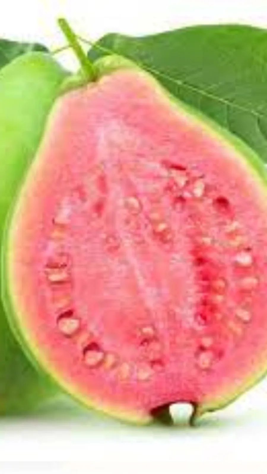 guava (3)