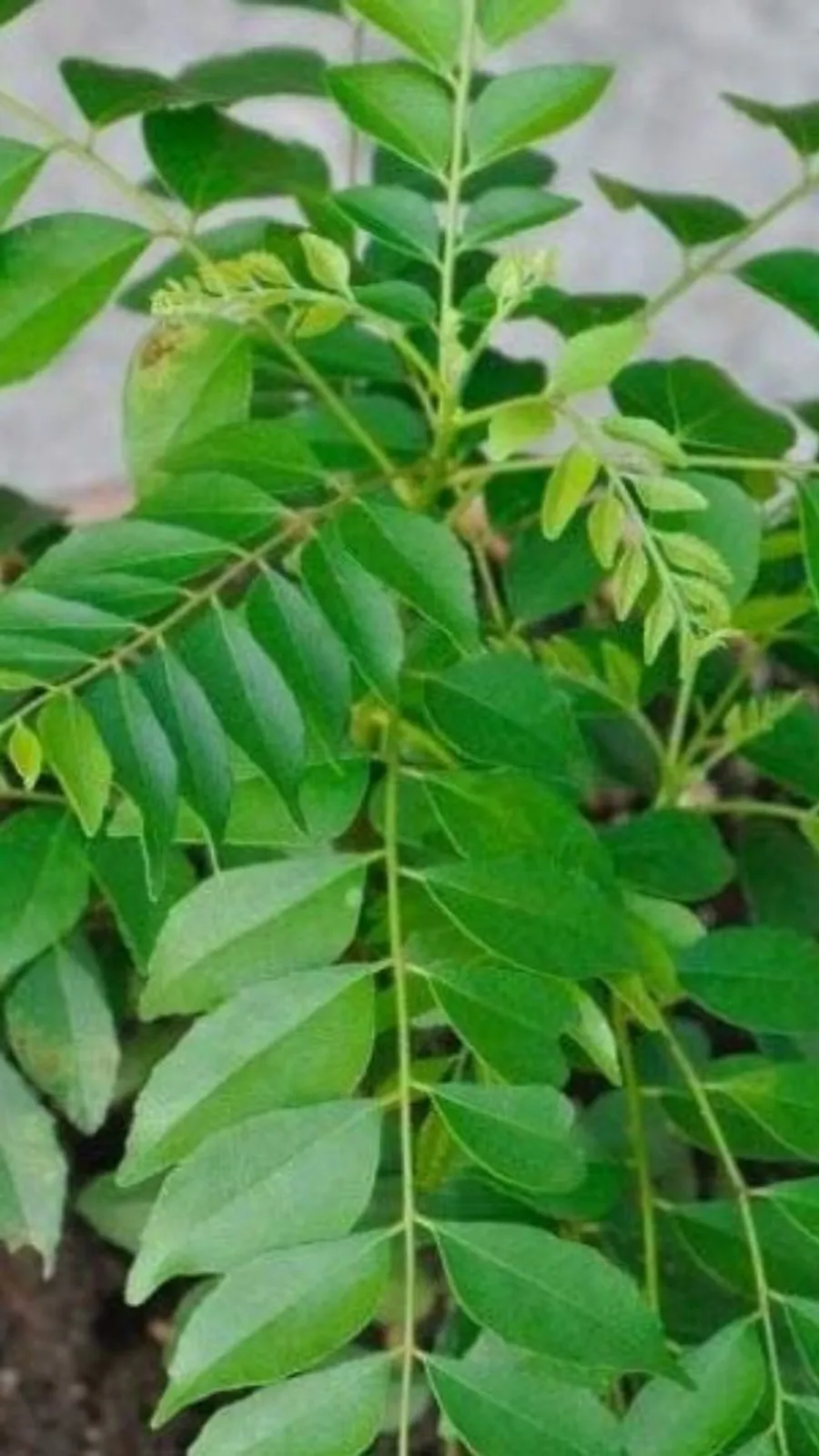 करी पत्ता1