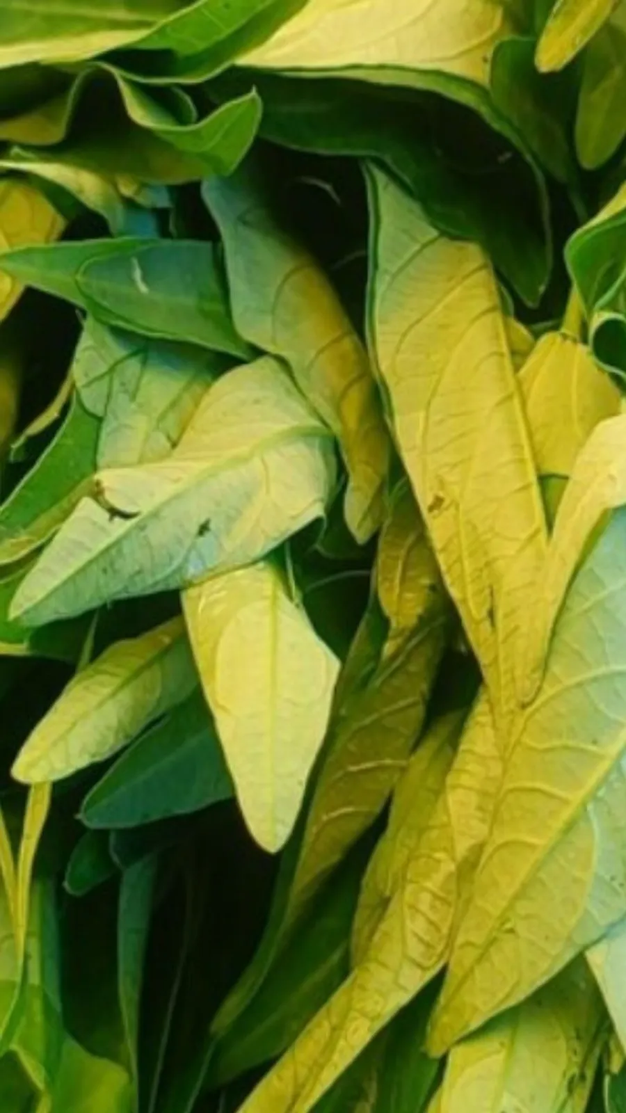nari palak (3)
