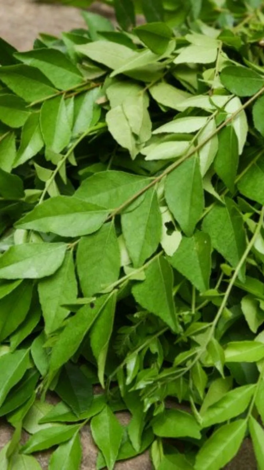 करी पत्ता1