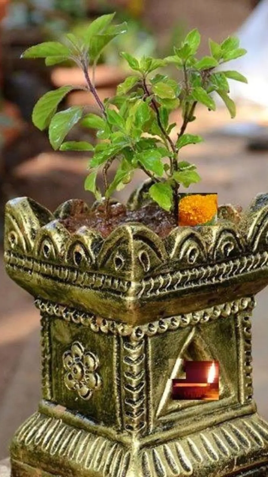 तुलसी पर अर्पित करें ये चीज, चमक जाएगी किस्मत!