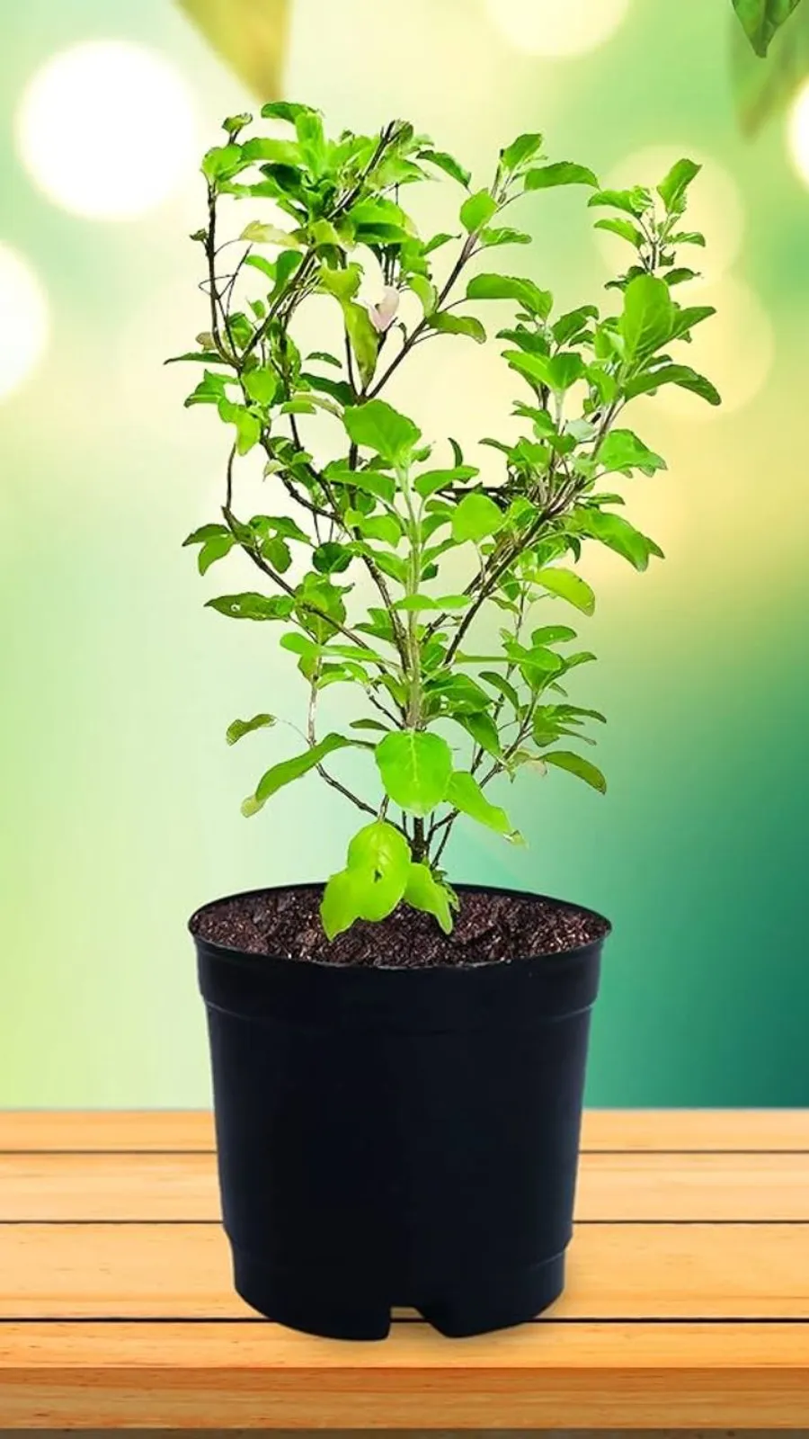 तुलसी लगाते समय इन बातों का रखें ध्यान!