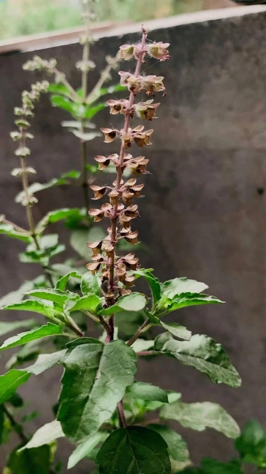 Tulsi Health Benefits: तुलसी के पत्तों के ये फायदे नहीं जानते होंगे आप