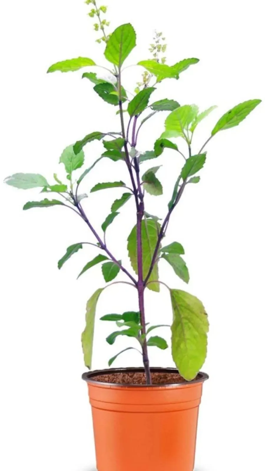 Tulsi Health Benefits: तुलसी के पत्तों के ये फायदे नहीं जानते होंगे आप