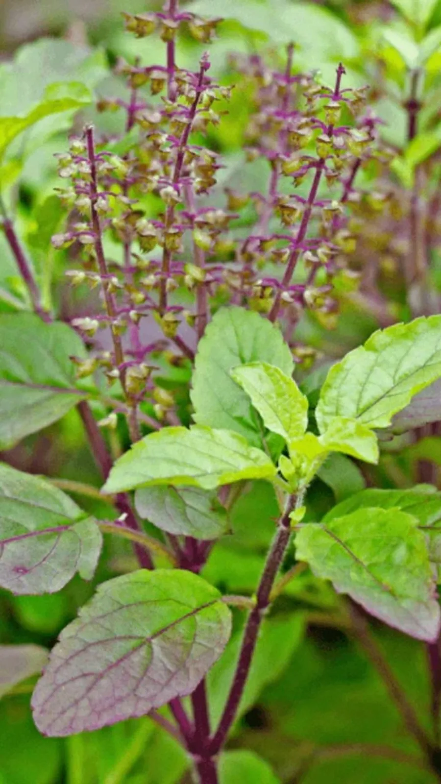 गुरुवार के दिन जरूर करें ये उपाय होगी धन प्राप्ति!
