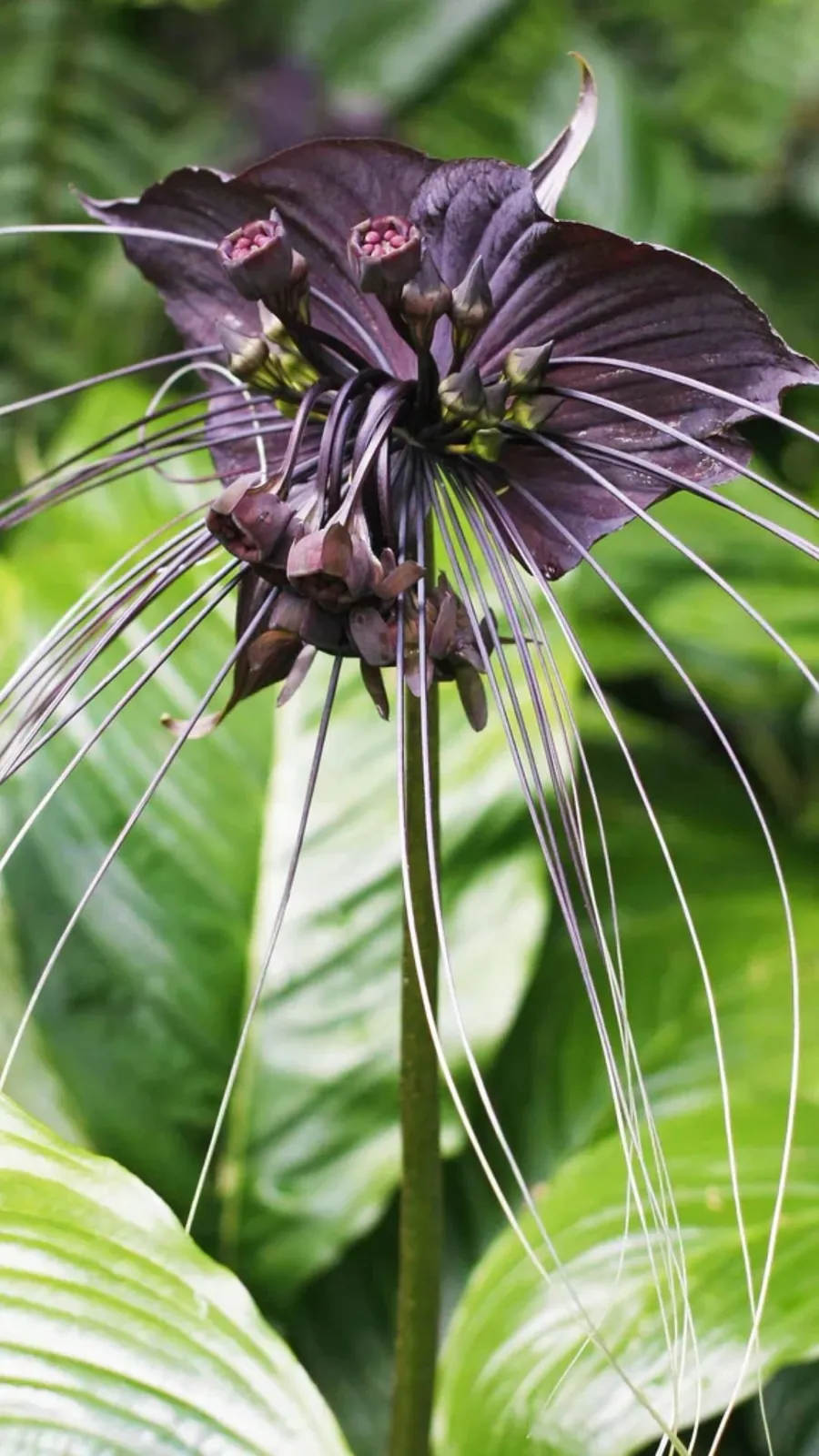 <p>Native to Southeast Asia, this flower's dark purple bracts and long, whisker-like appendages give it a striking resemblance to a bat in flight.</p>