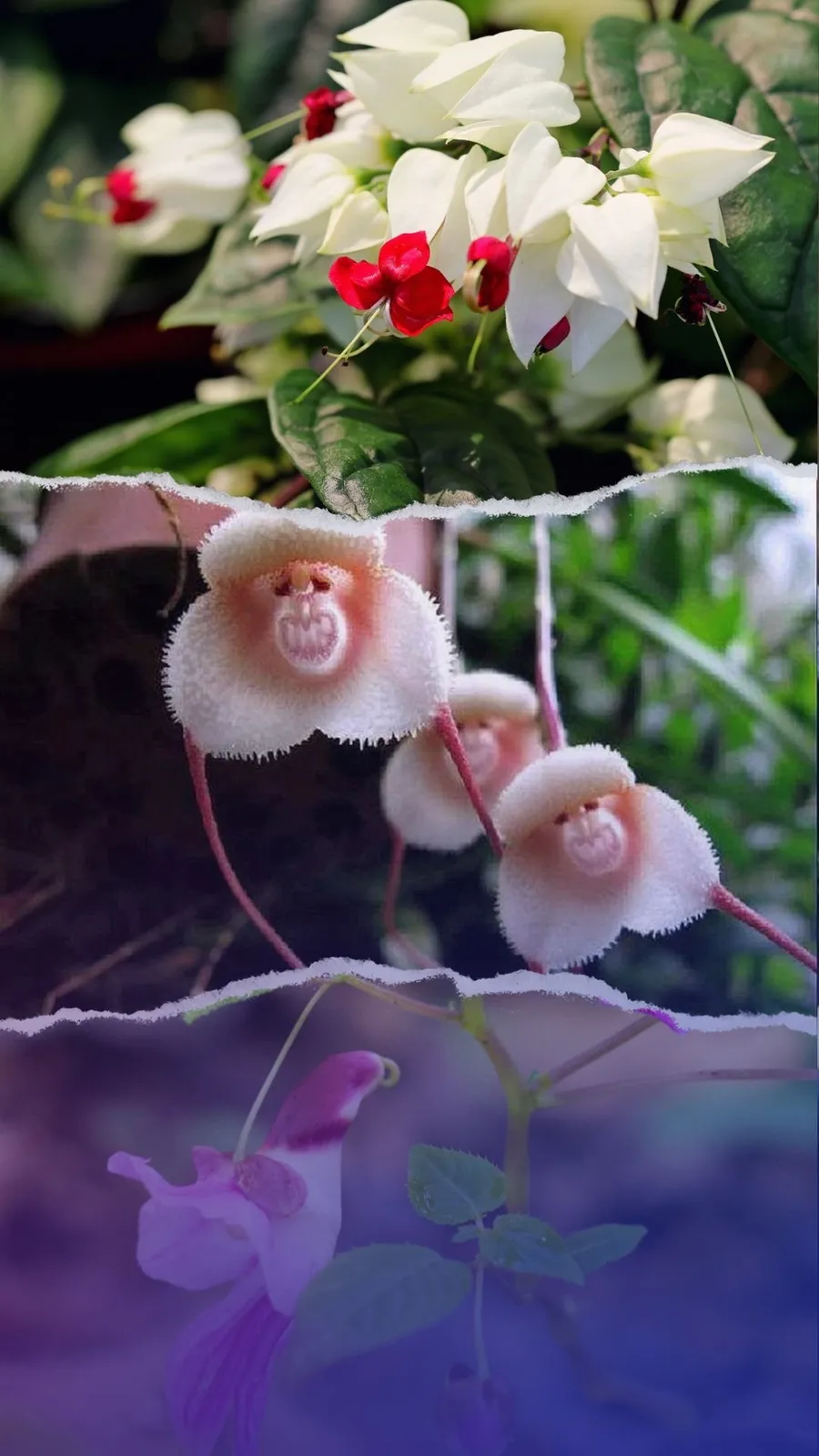 10 lants that look like animals