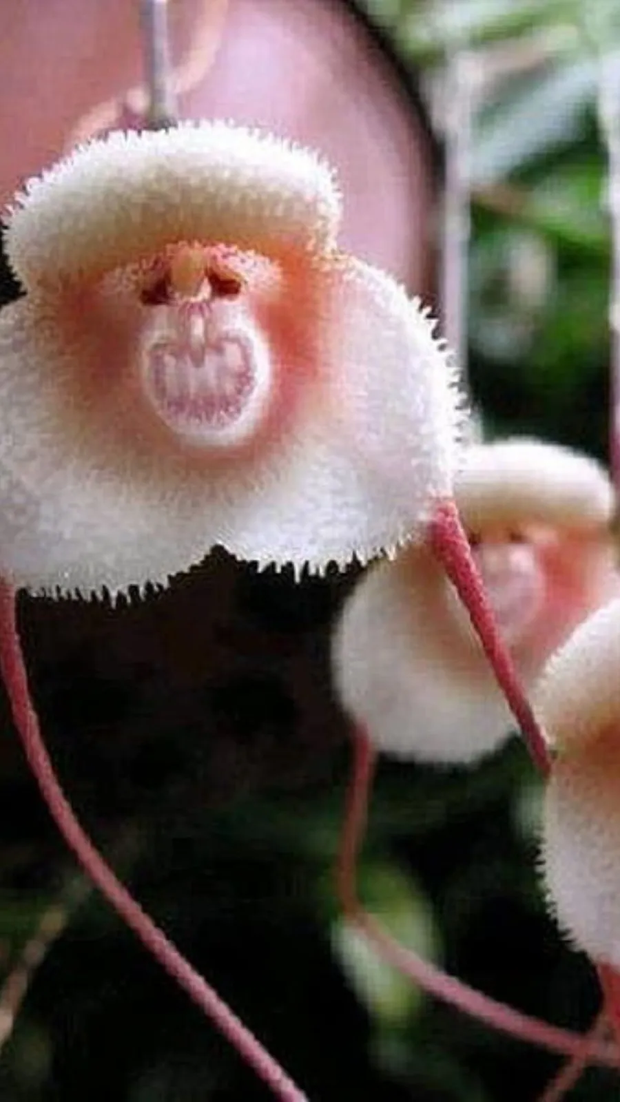 <p>This orchid from Ecuador and Peru bears an uncanny resemblance to a monkey's face, complete with hairy "fur," two eyes, and even a gaping mouth!</p>