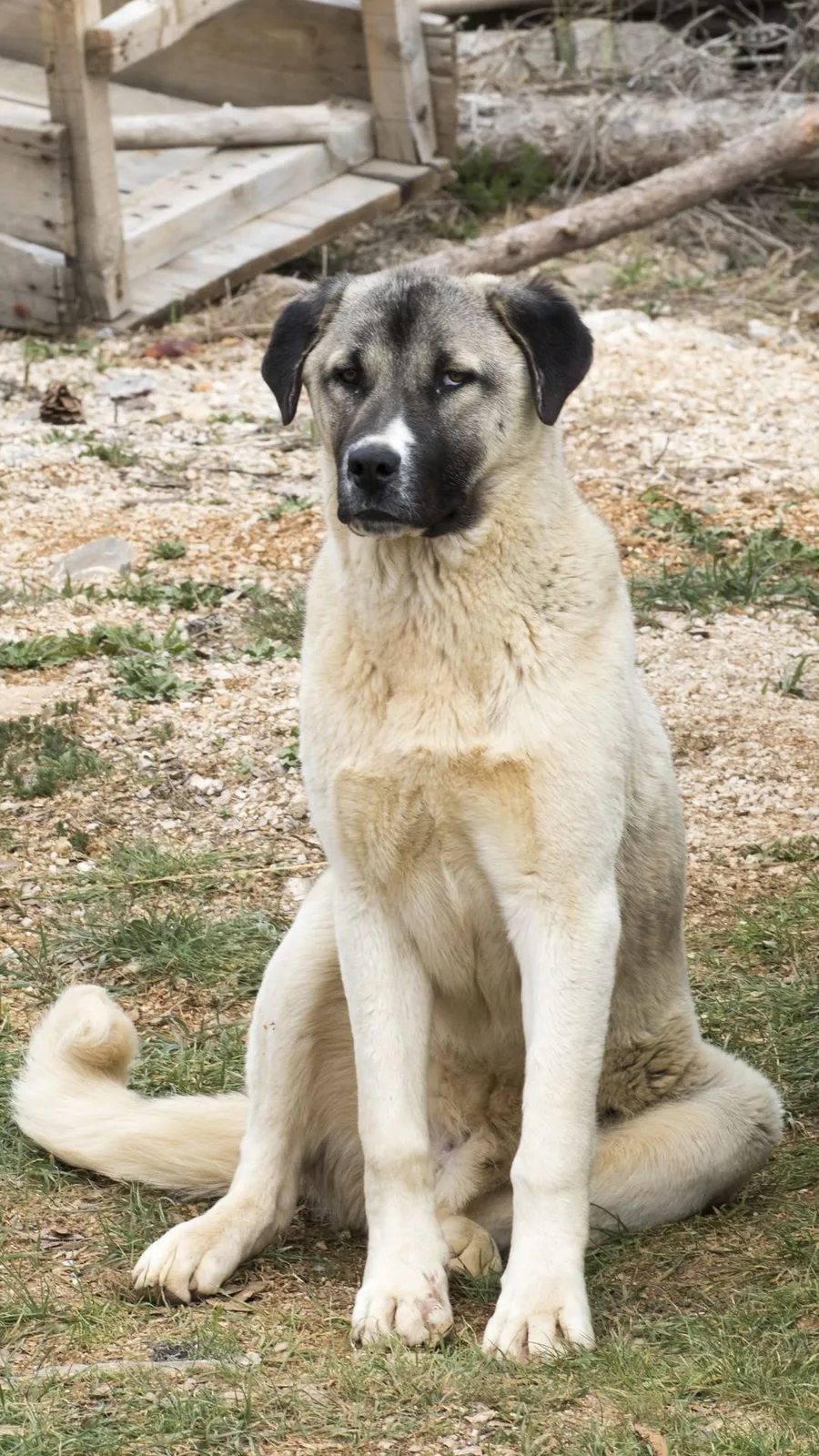 <p>Turkish breed trained to protect flocks from wolves and bears.</p>