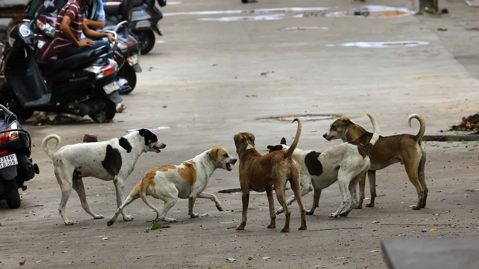 Supreme Court orders Delhi and NCR authorities to leash stray dog