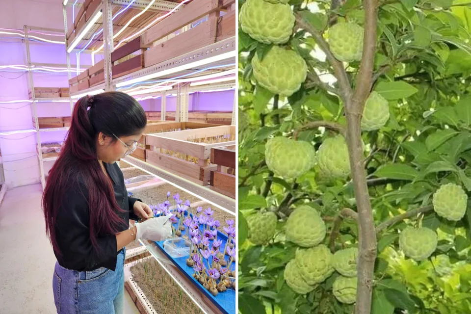 Saffron in the Room and Custard Apple