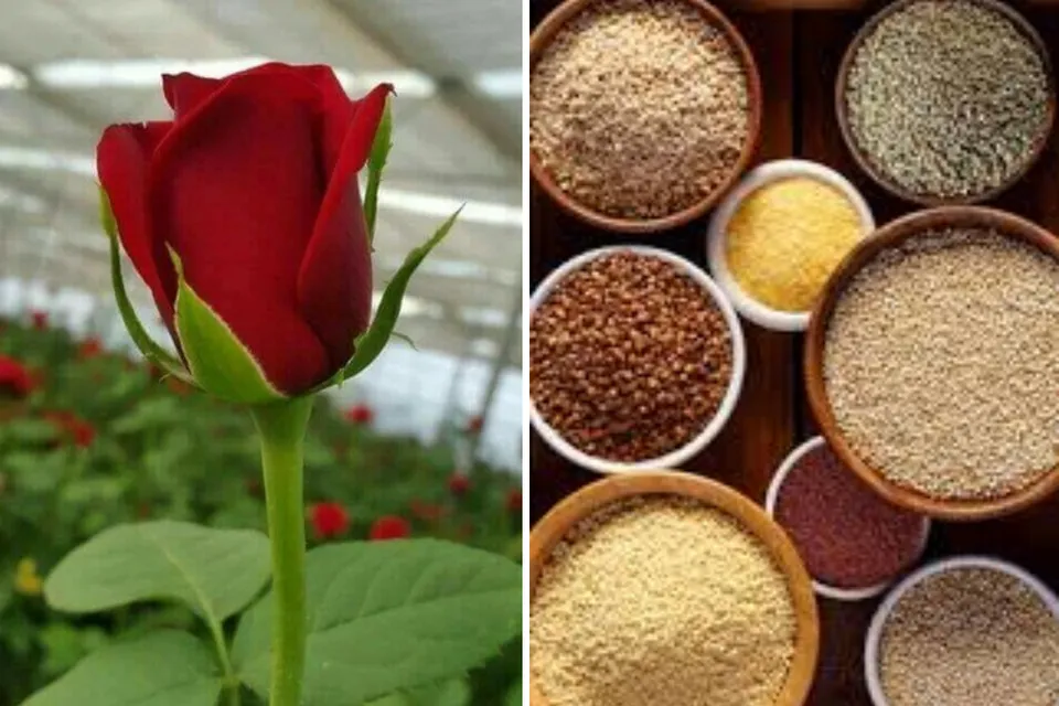 dutch rose and millets