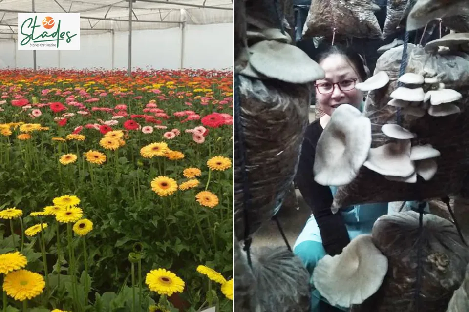 Gerbera Millionaire and Zero-Investment Mushrooms