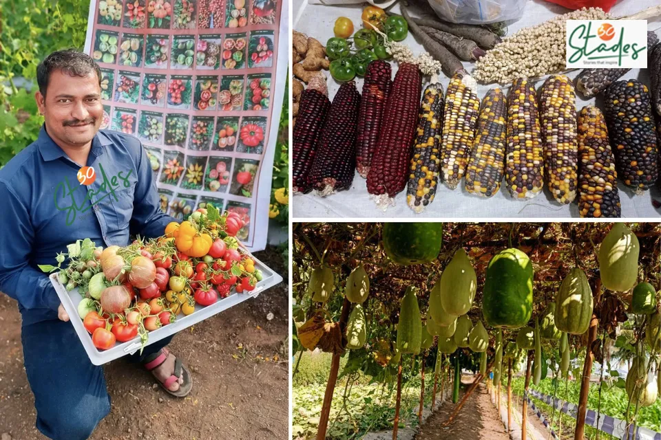 Anil Gavali from Pandharpur saves native seeds and propagates them through natural farming